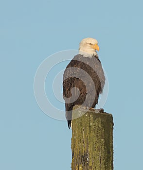 Portrait of a Bald Eagle