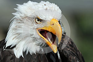 Portrait of a Bald Eagle against a dark green background
