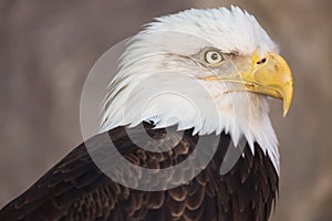 Portrait of a bald eagle. America national symbol. Latin name haliaeetus leucocephalus