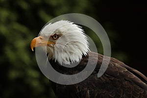 Portrait of a Bald Eagle with dark green background