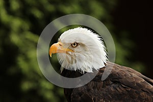 Portrait of a Bald Eagle with dark green background