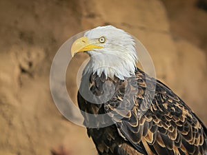 Portrait of a bald eagle in flight (lat. haliaeetus leucocephalus)