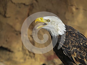 Portrait of a bald eagle in flight (lat. haliaeetus leucocephalus)