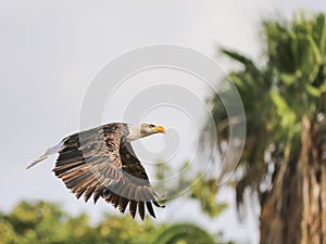 Portrait of a bald eagle in flight (lat. haliaeetus leucocephalus)