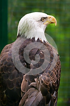 Portrait of a bald Eagle