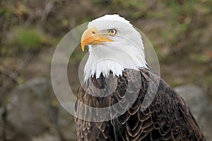 Portrait of a bald eagle, haliaeetus leucocephalus