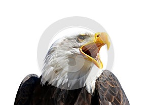 Portrait of a Bald Eagle Haliaeetus Leucocephalus