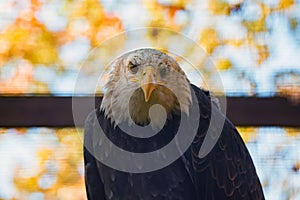 Portrait of bald eagle or haliaeetus leucocephalus