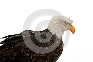 Portrait Bald eagle (Haliaeetus leucocephalus)