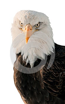 Portrait Bald Eagle (Haliaeetus leucocephalus )