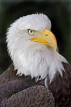 Portrait of a Bald Eagle, Haliaeetus leucocephalus