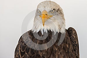 Portrait of a bald eagle isolated aginst a white backgroud