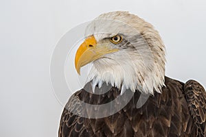 Portrait of a bald eagle isolated aginst a white backgroud