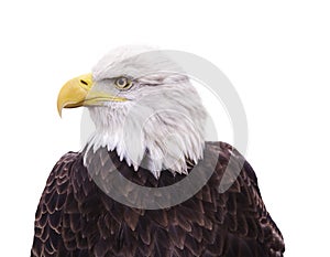 Portrait of Bald Eagle isolated on white