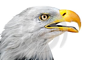 Portrait of bald eagle isolated on white