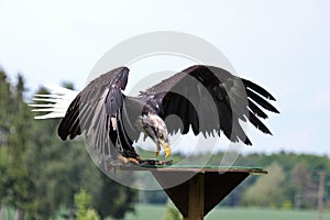 Portrait of a bald eagle lat. haliaeetus leucocephalus