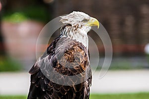 Portrait of a bald eagle lat. haliaeetus leucocephalus