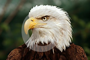 Portrait of a bald eagle