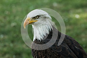 Portrait of a bald eagle (lat. haliaeetus leucocephalus)