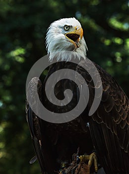 Portrait of a bald eagle (lat. haliaeetus leucocephalus)