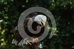 Portrait of a bald eagle (lat. haliaeetus leucocephalus)