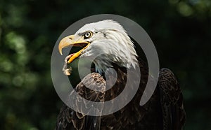 Portrait of a bald eagle (lat. haliaeetus leucocephalus)