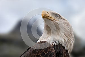 Portrait of a bald eagle wild life close-up