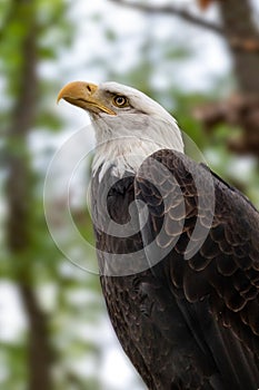 Portrait of a bald eagle wild life close-up