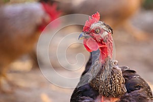 Portrait of Banat Naked Neck Chicken breed