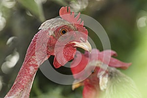 Portrait of Banat Naked Neck Chicken breed