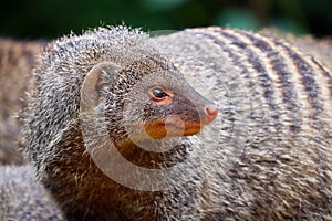 Banded mongoose turning its head and looking backwards