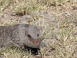 Portrait of Banded Mongoose, Mungos Mungo, Namibia