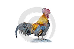 Portrait of bantam chicken isolated on white background