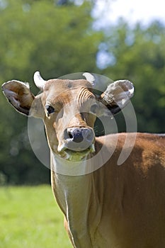 Portrait of Banteng, bos javanicus