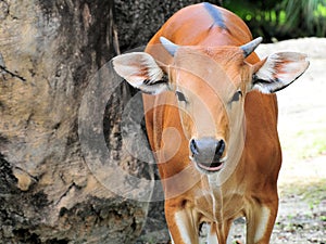 Portrait of a Banteng Cow