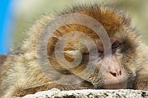 Portrait of a barbary ape