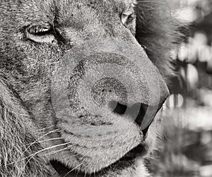 Portrait of a Barbary lion (Panthera leo leo)
