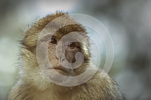 Portrait of a Barbary macaque