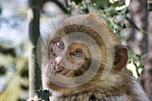 Portrait of a Barbary macaque