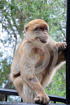 Portrait of a barbary macaque  in Gibraltar