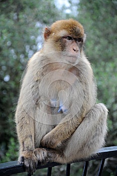 Portrait of a barbary macaque  in Gibraltar