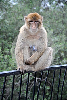 Portrait of a barbary macaque  in Gibraltar