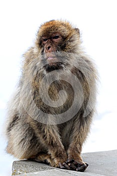 Portrait of a barbary macaque  in Gibraltar
