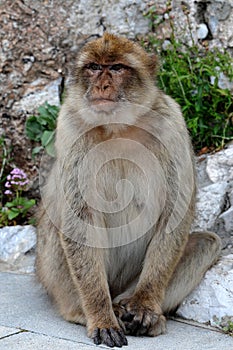 Portrait of a  barbary macaque  in Gibraltar
