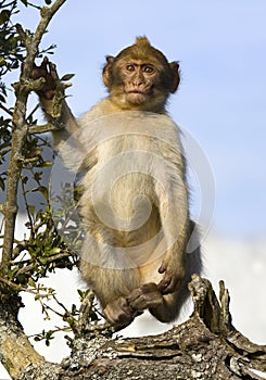 Portrait of a Barbary Macaque Monkey on the Rock of Gibraltar