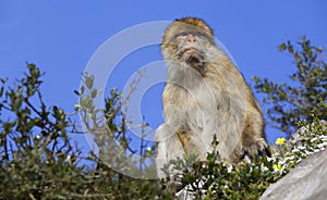 Portrait of a Barbary Macaque Monkey on the Rock of Gibraltar