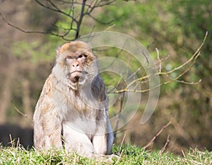 Portrait of a Barbary Macaque