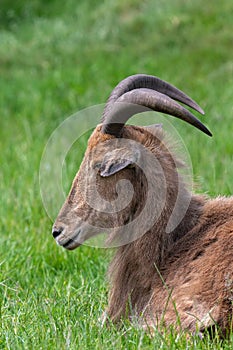 Barbary sheep ammotragus lervia