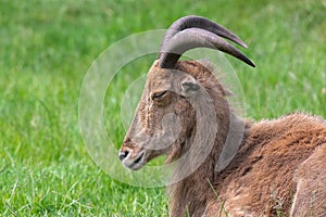Barbary sheep ammotragus lervia