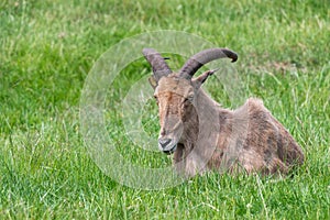 Barbary sheep ammotragus lervia